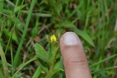 Crotalaria umbellata